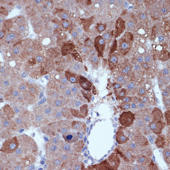 Cyclin B2 Rabbit mAb