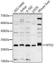 MTX2 Rabbit pAb