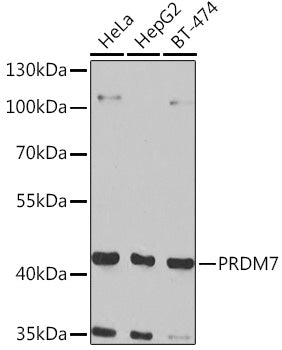 PRDM7 Rabbit pAb