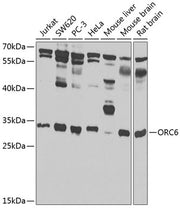 ORC6 Rabbit pAb