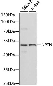 NPTN Rabbit pAb