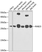 RAB23 Rabbit pAb