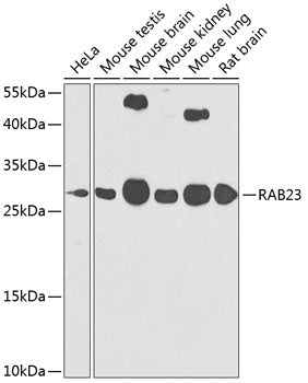 RAB23 Rabbit pAb
