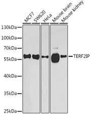 TERF2IP Rabbit pAb