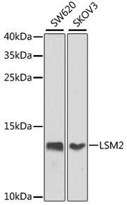 LSM2 Rabbit pAb