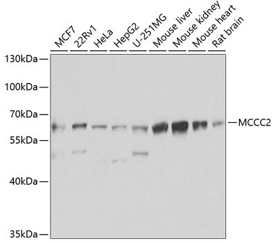 MCCC2 Rabbit pAb