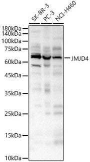 JMJD4 Rabbit pAb