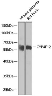 CYP4F12 Rabbit pAb