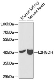 L2HGDH Rabbit pAb