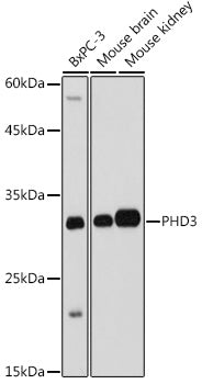 PHD3 Rabbit pAb