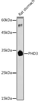 PHD3 Rabbit pAb
