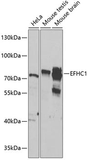 EFHC1 Rabbit pAb