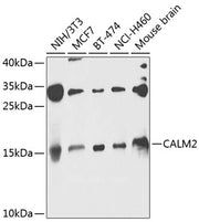 CALM2 Rabbit pAb