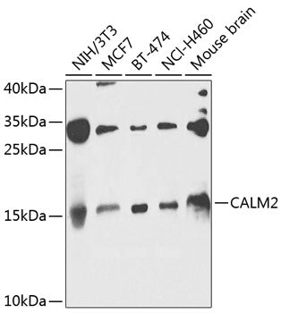 CALM2 Rabbit pAb