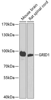 GRID1 Rabbit pAb