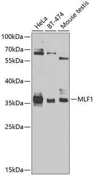MLF1 Rabbit pAb
