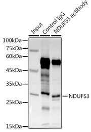 NDUFS3 Rabbit pAb