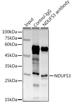 NDUFS3 Rabbit pAb