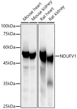 NDUFV1 Rabbit pAb