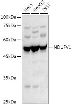 NDUFV1 Rabbit pAb