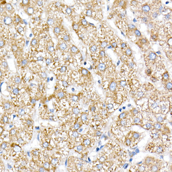 NDUFV1 Rabbit pAb