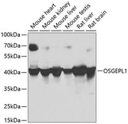 OSGEPL1 Rabbit pAb