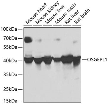 OSGEPL1 Rabbit pAb