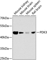 PDK3 Rabbit pAb