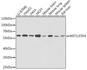 MST1/STK4 Rabbit pAb