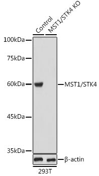 MST1/STK4 Rabbit pAb