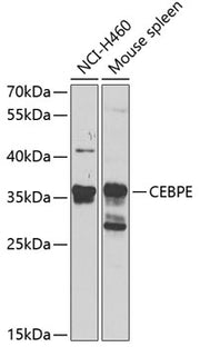 CEBPE Rabbit pAb