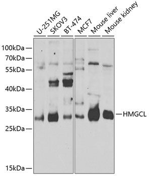 HMGCL Rabbit pAb
