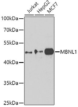 MBNL1 Rabbit pAb