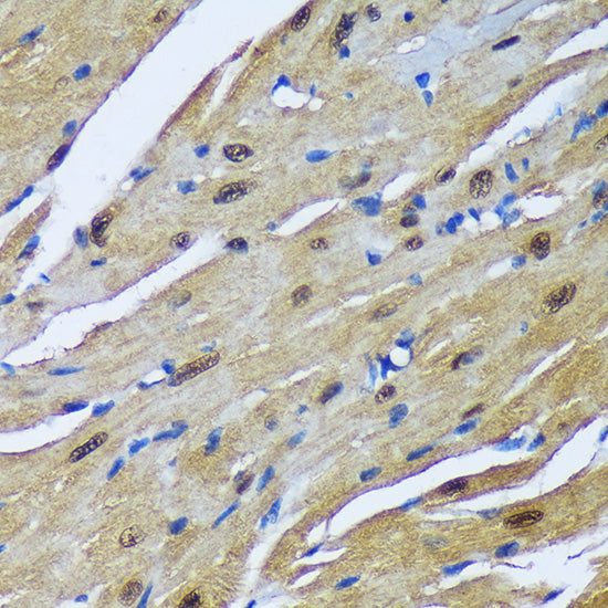 MBNL1 Rabbit pAb