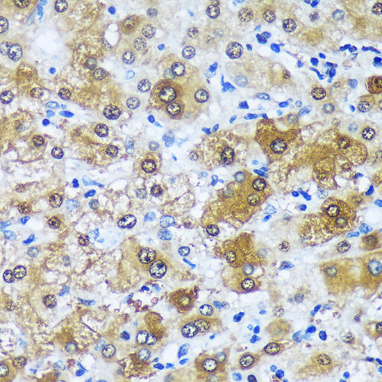 MBNL1 Rabbit pAb