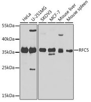 RFC5 Rabbit pAb