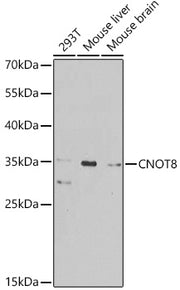 CNOT8 Rabbit pAb