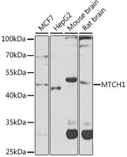 MTCH1 Rabbit pAb
