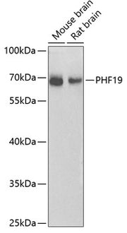 PHF19 Rabbit pAb