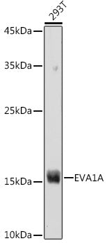 EVA1A Rabbit pAb