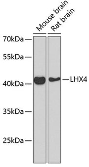 LHX4 Rabbit pAb