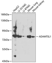 ADAMTSL1 Rabbit pAb