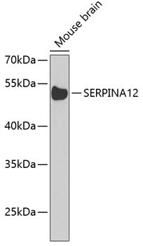SERPINA12 Rabbit pAb