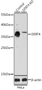 [KO Validated] DDIT4 Rabbit pAb