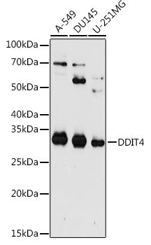 [KO Validated] DDIT4 Rabbit pAb