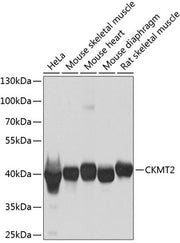 CKMT2 Rabbit pAb