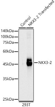 NKX3-2 Rabbit pAb