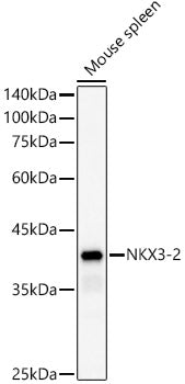 NKX3-2 Rabbit pAb