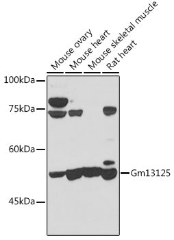 Gm13125 Rabbit pAb