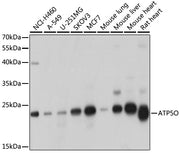 ATP5O Rabbit pAb